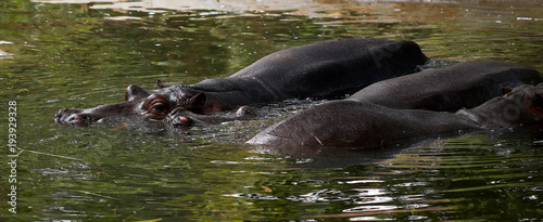 Hippopotamus feeding in the zoo
