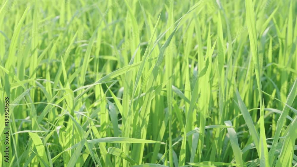 Green rice leaves that move with the wind. Green rice leaves that move with the wind.