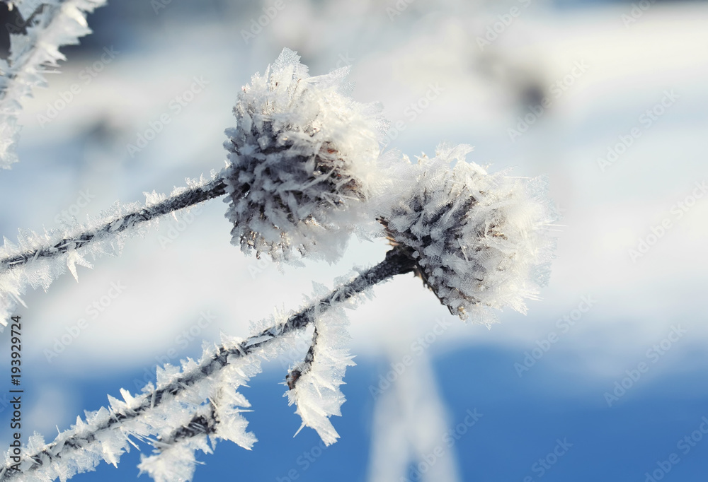 pair of prickly plant burrs covered with cold carved ice crystals in the garden in the snow this morning