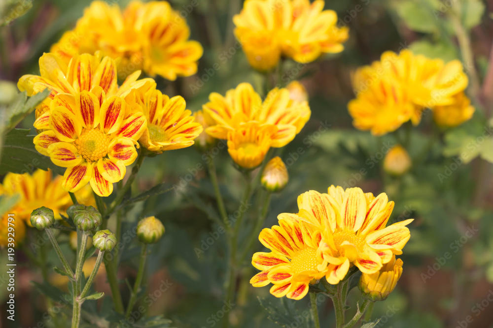chrysanthemum flowers in garden chrysanthemum flowers in garden