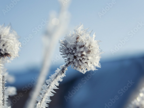 plant burrs covered with cold carved ice crystals in the garden in the snow t...