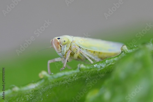 Green leafhopper, Cicadella sp, posing on a leaf © Henri Koskinen