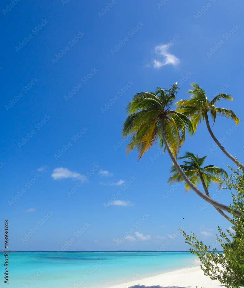 Fototapeta premium Tropical white sand beach with palm trees in maldives