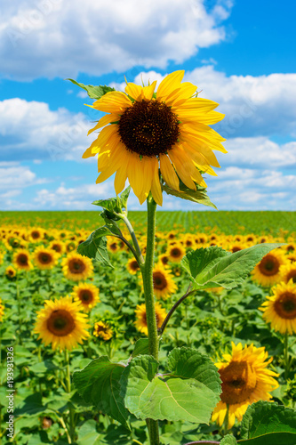 Photo of sunflower field with sky and clouds at summer