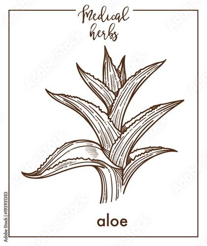 Aloe medical herb sketch botanical vector icon for medicinal herbal phytotherapy design
