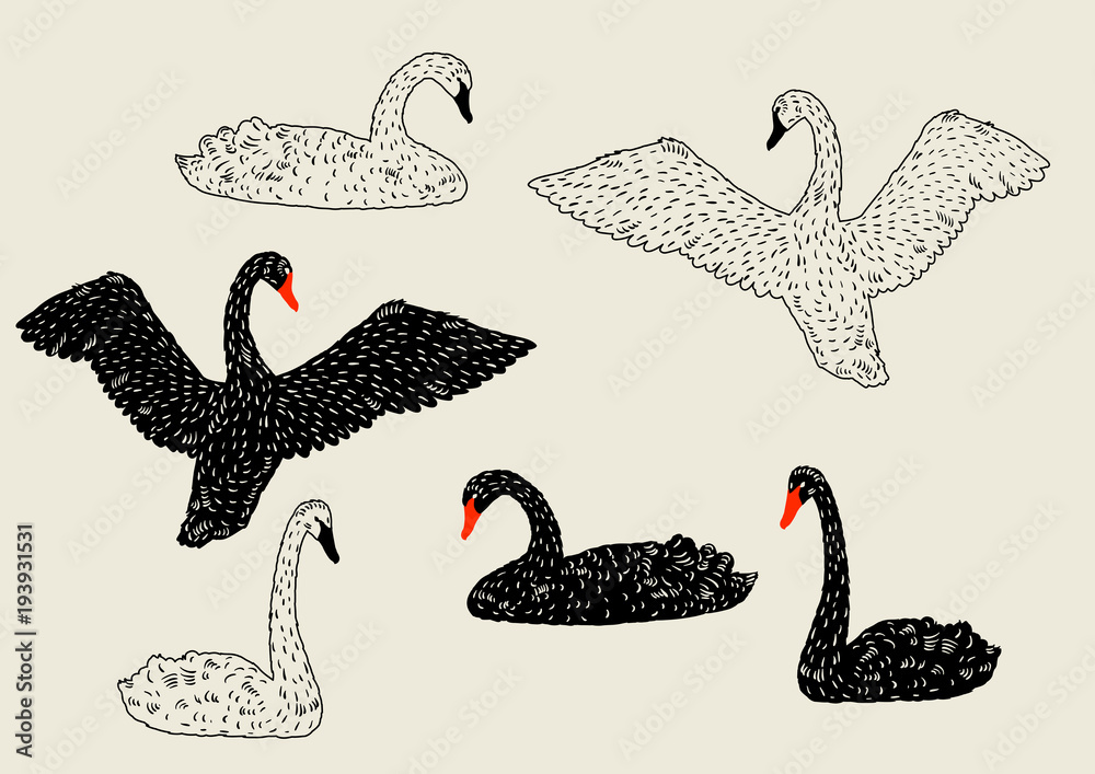 Obraz premium Zestaw czarnych i białych łabędzi. Ręcznie rysowane ptaki
