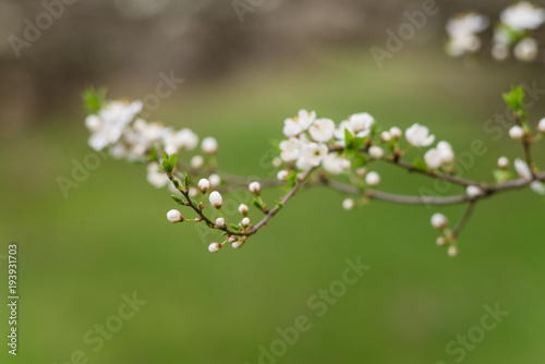 Branch of blooming apricot on green background