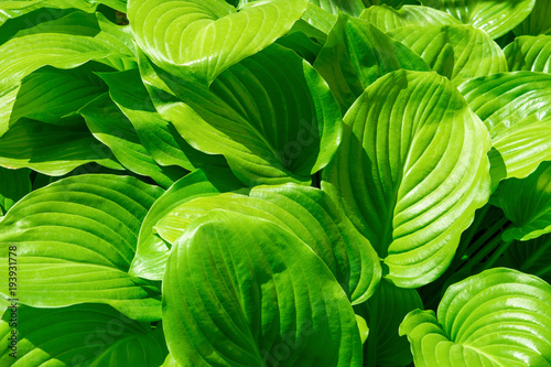 Photo of many green flower leaves, nature background