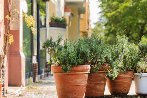 plants in the pots outdoor