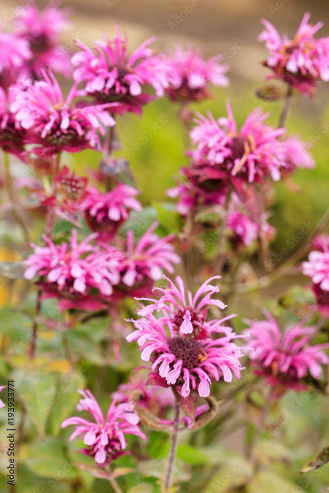 bee balm in garden bee balm in garden