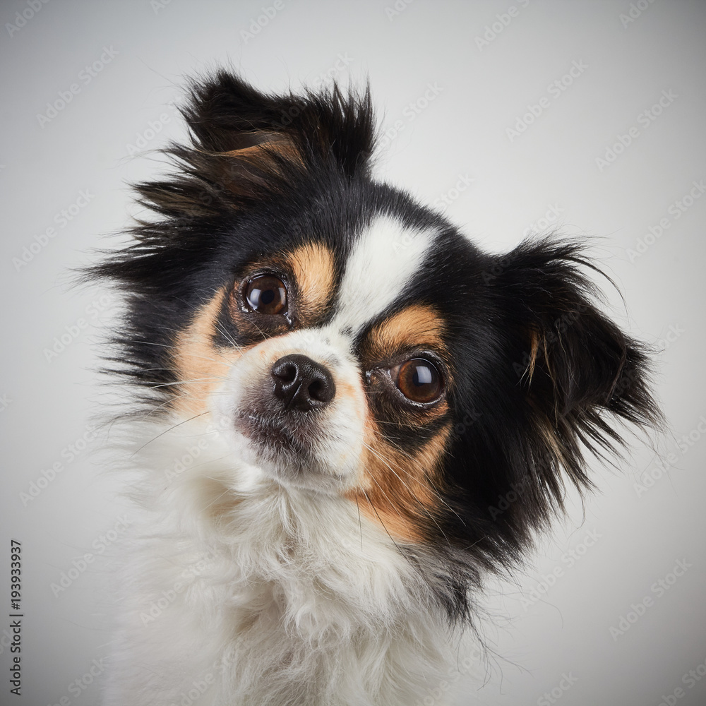 Φωτογραφία Chihuahua Dog Posed on White Background