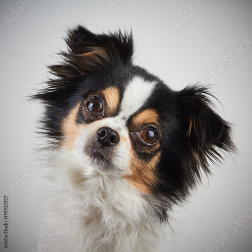 Chihuahua Dog Posed on White Background