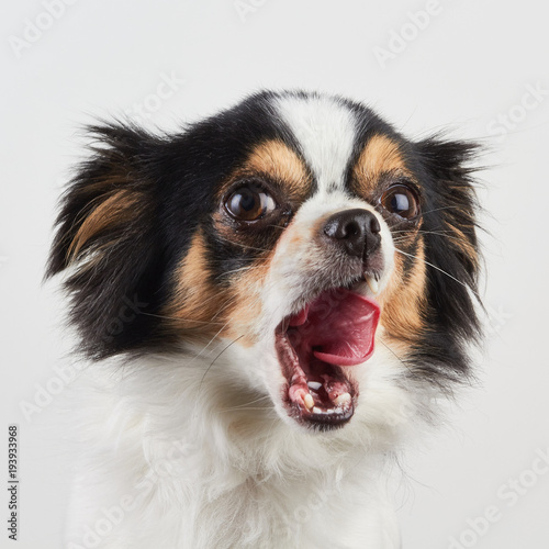 Chihuahua Dog licking mouth after eating © Simone Capozzi