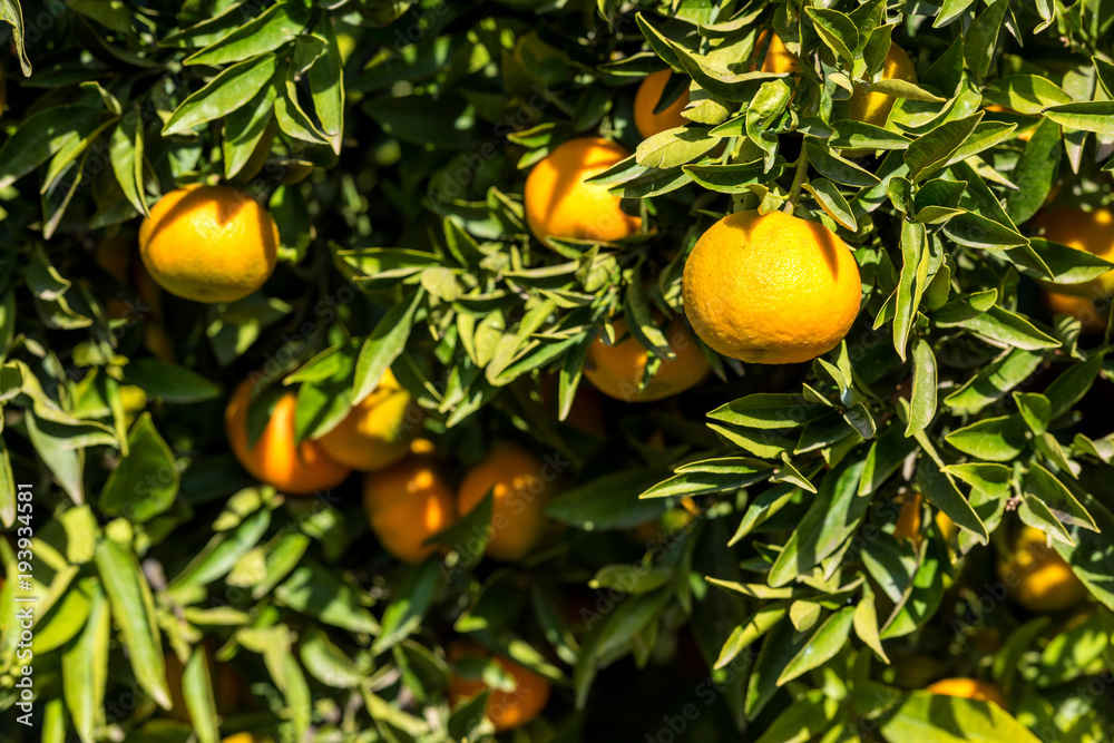 Ripe juicy orange mandarin on a tree