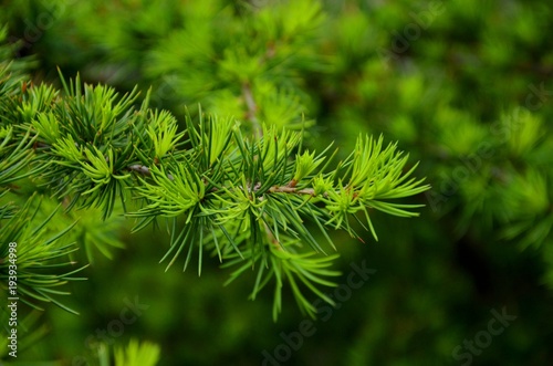 Young green cedar branch tree.