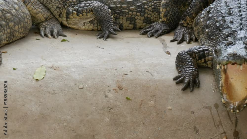 Large crocodile lies on the ground. Crocodile farm Large crocodile lies on the ground. Crocodile farm