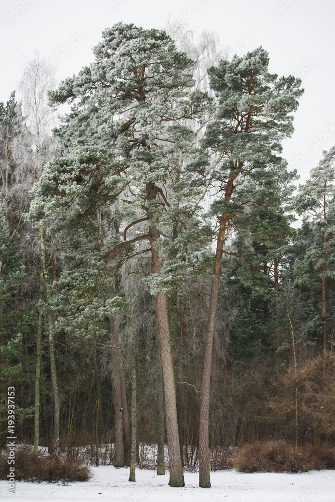 Fototapeta premium pine tree with snow