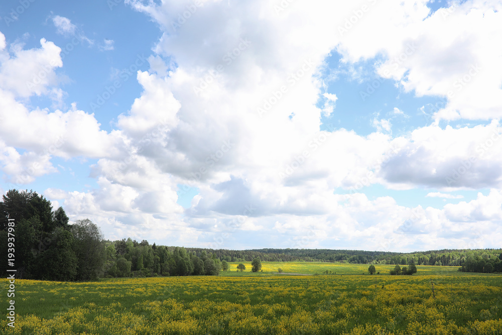 Landscape is summer. Green trees and grass in a countryside land