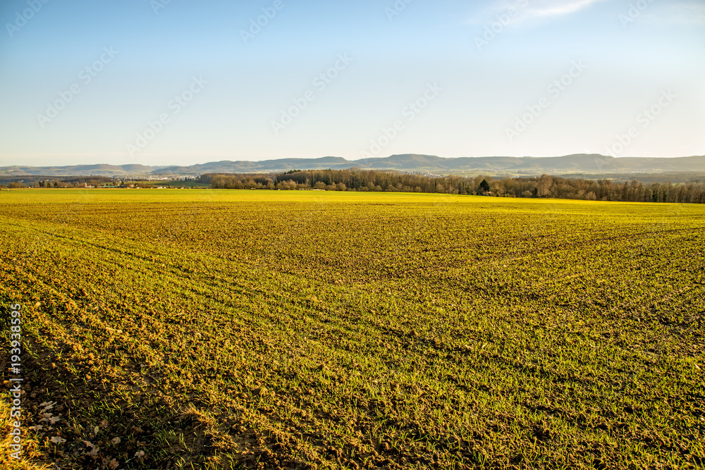 winter wheat growing winter wheat growing