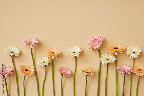 Photographie Composition from different gerberas on a yellow paper background.