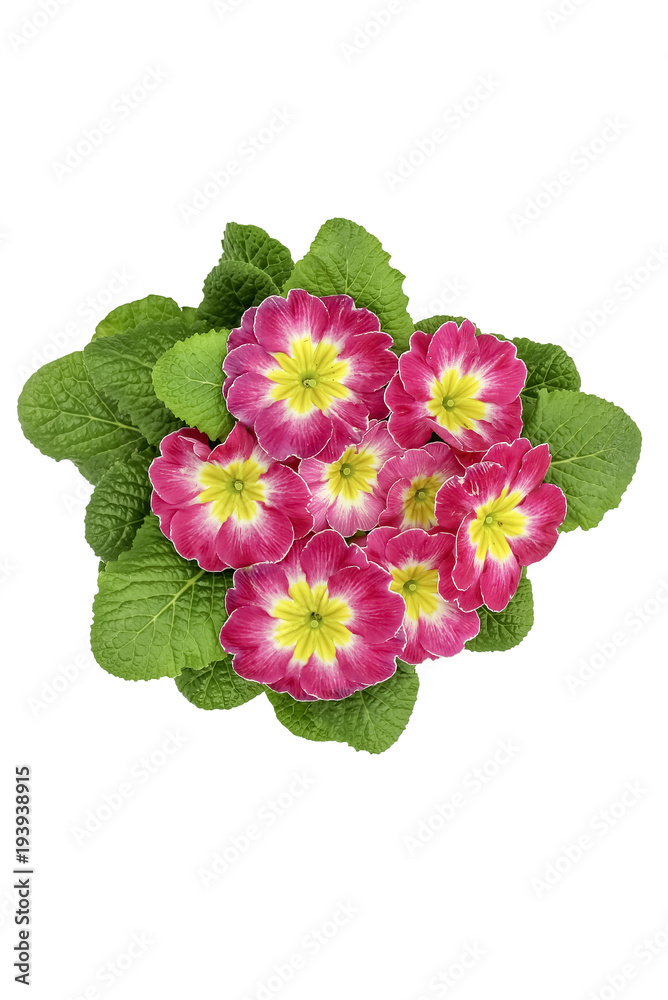 Obraz premium Primrose pink with yellow (Primula vulgaris) isolated on white