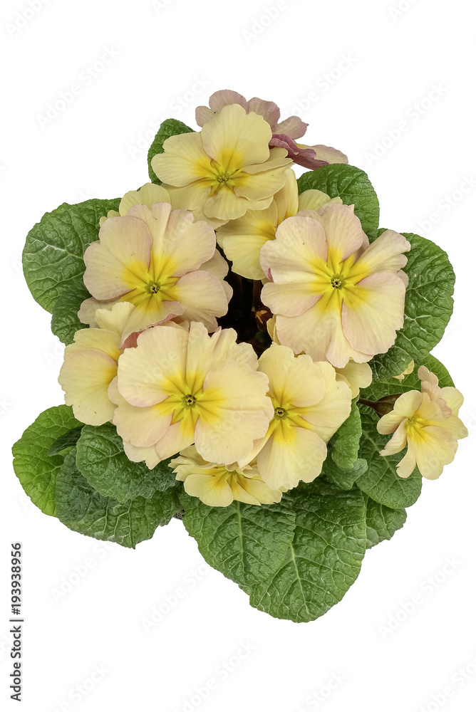 Naklejka premium Blossoming yellow with peach-colored primrose (Primula vulgaris) isolated on white