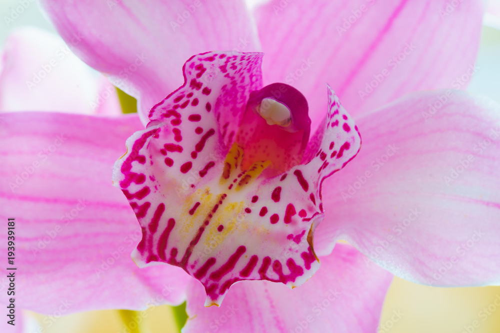 The Orchid flowers Beautiful floral background for greeting cards, wallpapers, covers, screen savers, posters, wedding invitations The Orchid flowers Beautiful floral background for greeting cards, wallpapers, covers, screen savers, posters, wedding invitations