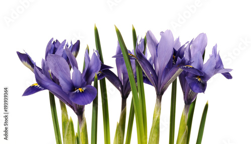 Fototapeta Naklejka Na Ścianę i Meble -  spring flowers