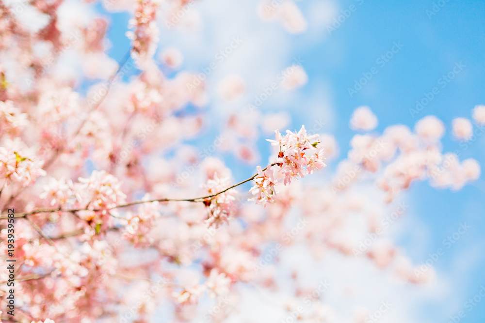 Beautiful sakura or cherry blossom with soft focus. Blue sky background.