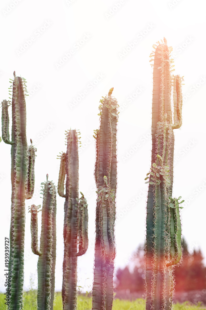 A tall cactus against the sky. Green cactus