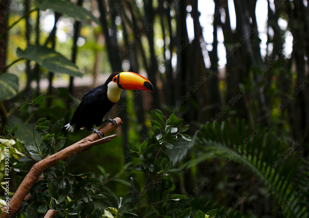 Toucan feeding in the zoo