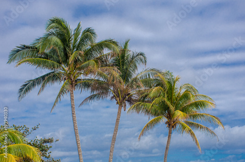 Group of three palm trees