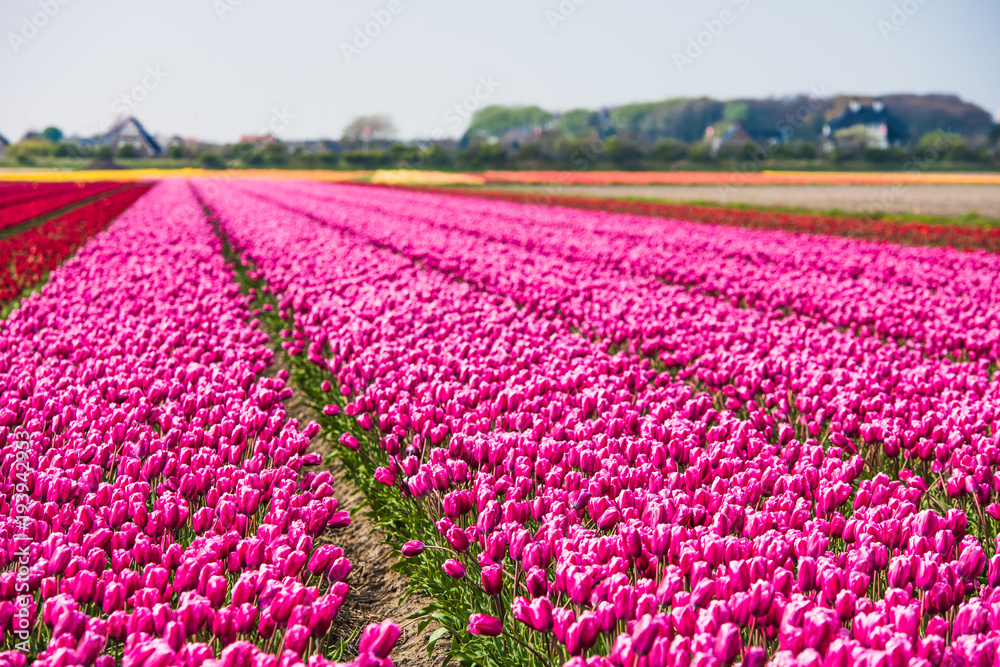 Pink tulips field in the Netherlands