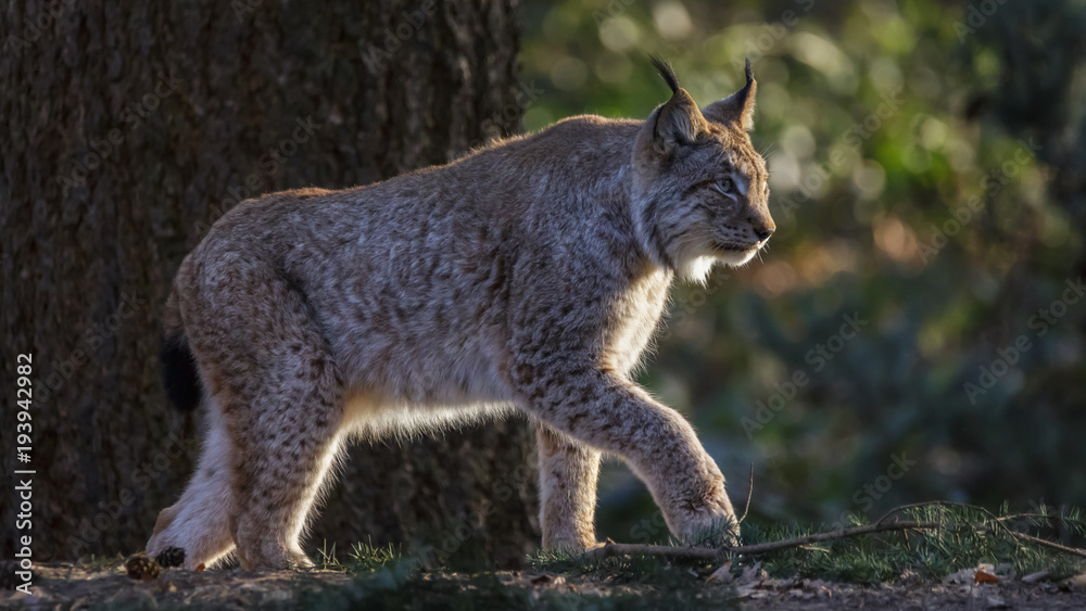Lynx in woods Germany