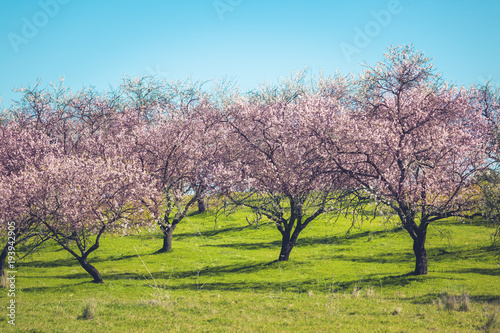 Pink Blooming Peach Trees at Spring © dvoevnore