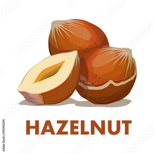 Nut food. Hazelnut isolated on white background. Healthy nutrition.