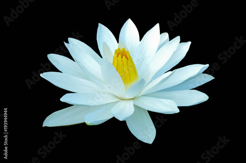 White lotus on a black background file with clipping path.