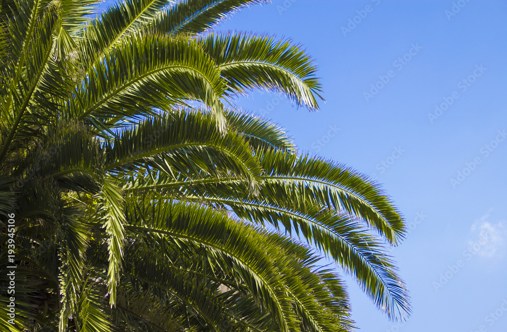 Palm tree up close with nice details and bright green colors. Lovely blue sky background