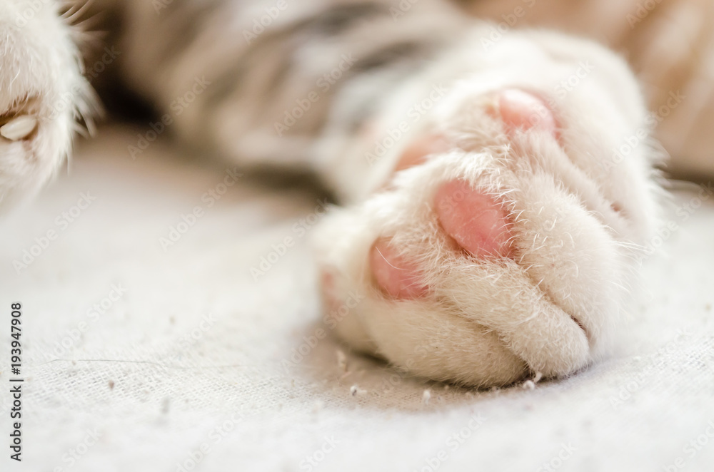 Paw colorful cat sleeps Paw colorful cat sleeps