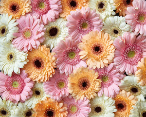 Handdoek met foto Gerbera Lente achtergrond met diverse gerbera's  © artjazz