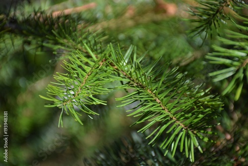 Green Pine Needles Background