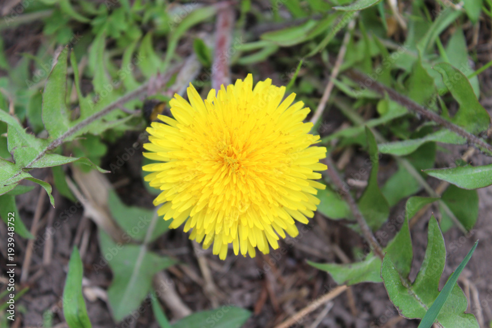 Yellow dandelion macro in field Yellow dandelion macro in field