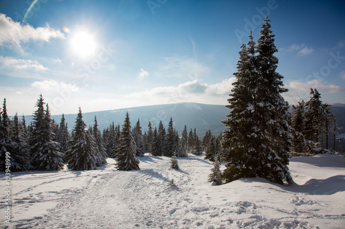 Landscape of trees with snow during sunny winter day in Czech mountains