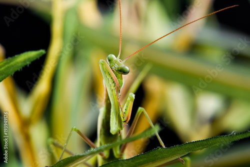 Mantis from family Sphondromantis (probably Spondromantis viridis) lurking on the green leaf