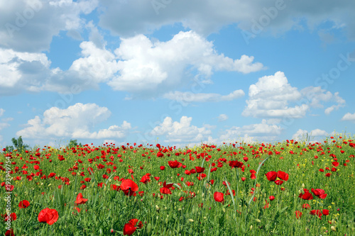 blue sky with clouds over poppies flower field landscape spring season