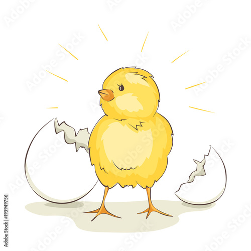 Chick / Vector illustrations, little bird hatched from egg