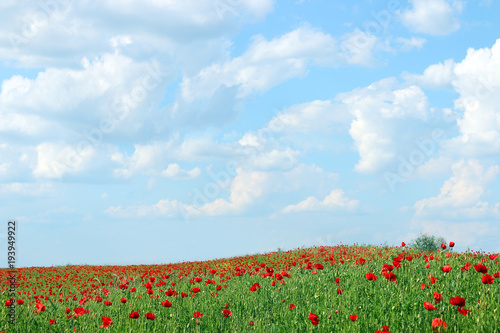 red poppies flower field and blue sky landscape spring season
