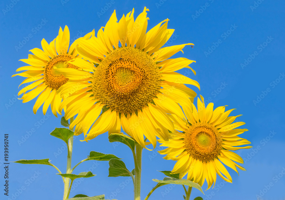 The beautiful of sunflower with the blue sky cloud background. The beautiful of sunflower with the blue sky cloud background.