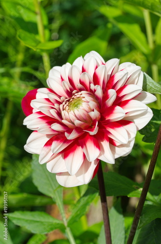 Fototapeta Naklejka Na Ścianę i Meble -  Red-white Dahlia flower blooms in the garden
