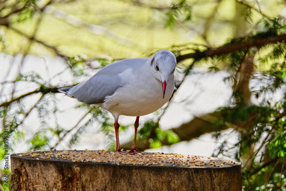 On a woodland feeding table an alert Black Headed Gull, in winter plumage, looks down at the food. On a woodland feeding table an alert Black Headed Gull, in winter plumage, looks down at the food.